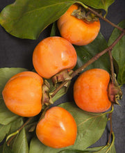 Nikita's Gift Persimmon Tree - Raintree Nursery