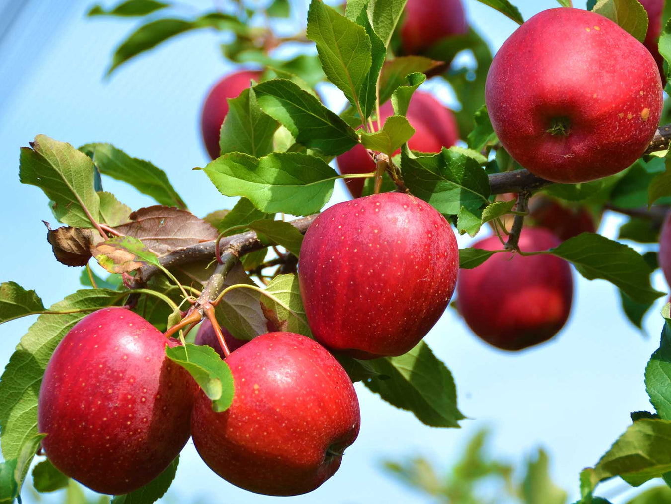 Apple Late Season Pollinator