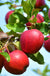 Northern Spy Apple-Fruit Trees-Biringer-