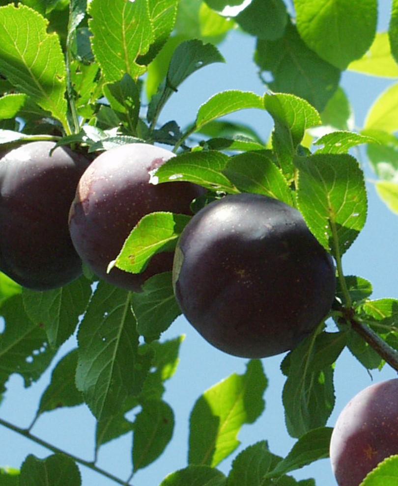 Obilnaja Asian Plum - Raintree Nursery