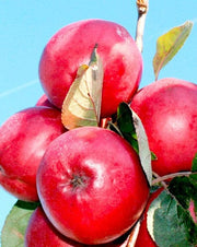 Redlove® Odysso-Fruit Trees-North Woods-1 Gallon Pot-