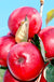 Redlove® Odysso-Fruit Trees-North Woods-1 Gallon Pot-