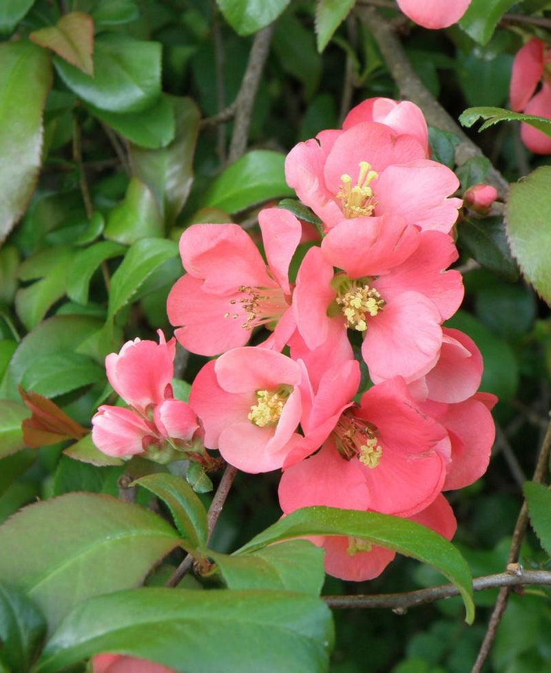 Old Homestead Flowering Quince - Raintree Nursery