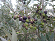 Leccino Olive - Raintree Nursery