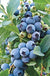 O'Neal Blueberry-Berries-Alpha-1 Gallon Pot-