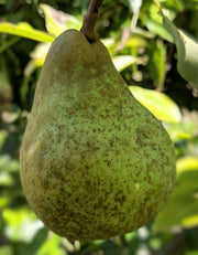 Onward European Pear - Raintree Nursery