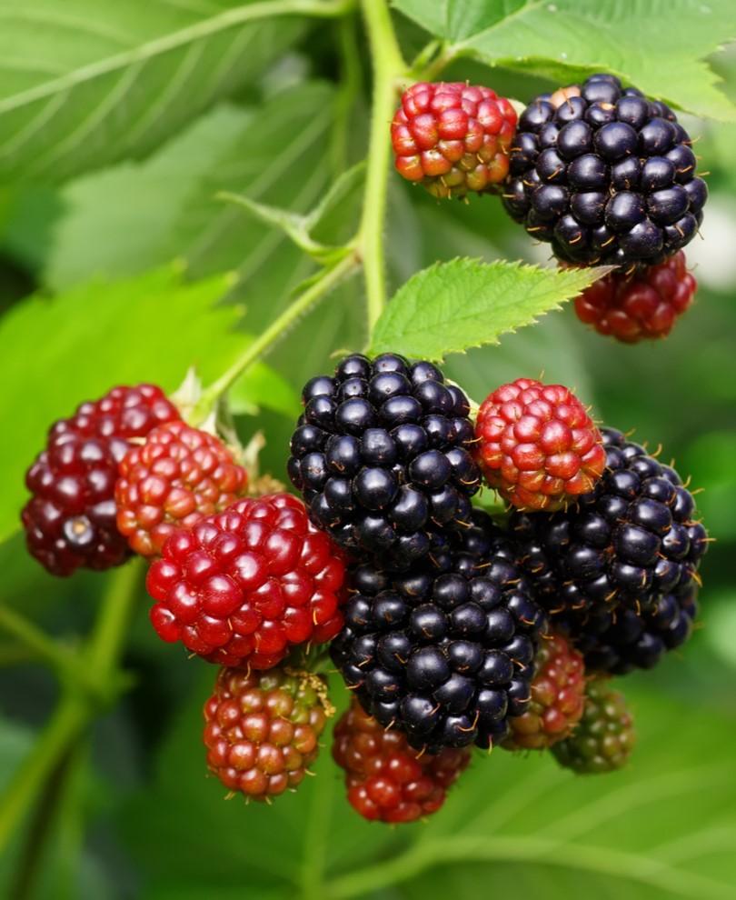 Osage Thornless Blackberry — Raintree Nursery