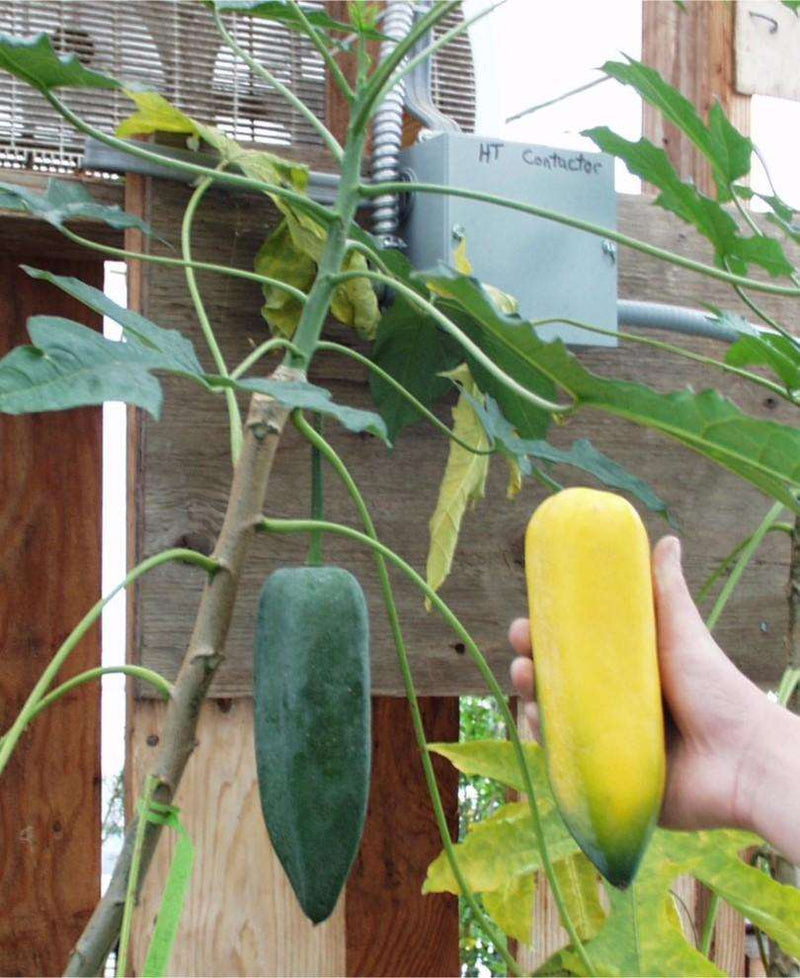 Babaco Papaya - Raintree Nursery