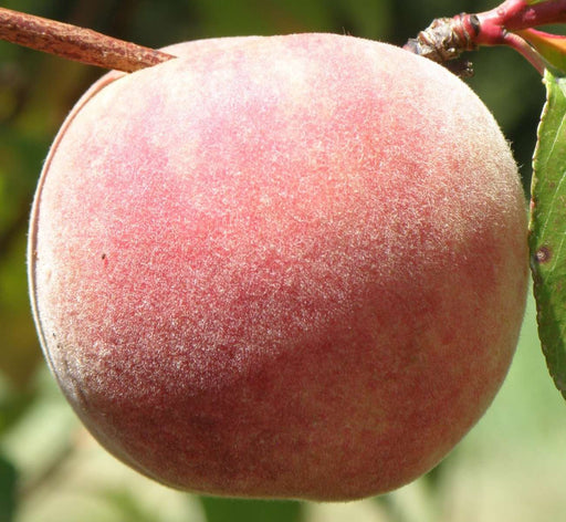 Salish Summer Peach - Raintree Nursery