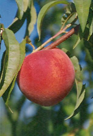Early Redhaven Peach - Raintree Nursery