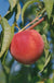 Early Redhaven Peach - Raintree Nursery