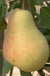 Butirra Precoce Morettini European Pear - Raintree Nursery