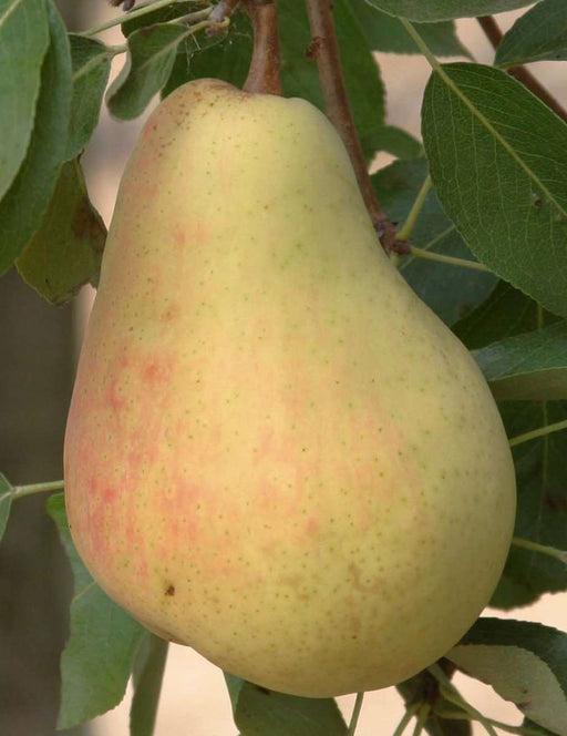 Butirra Precoce Morettini European Pear - Raintree Nursery