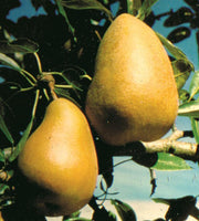 Highland European Pear - Raintree Nursery