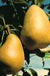 Highland European Pear - Raintree Nursery