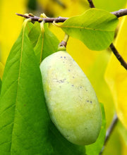 Pennsylvania Golden Paw Paw - Raintree Nursery
