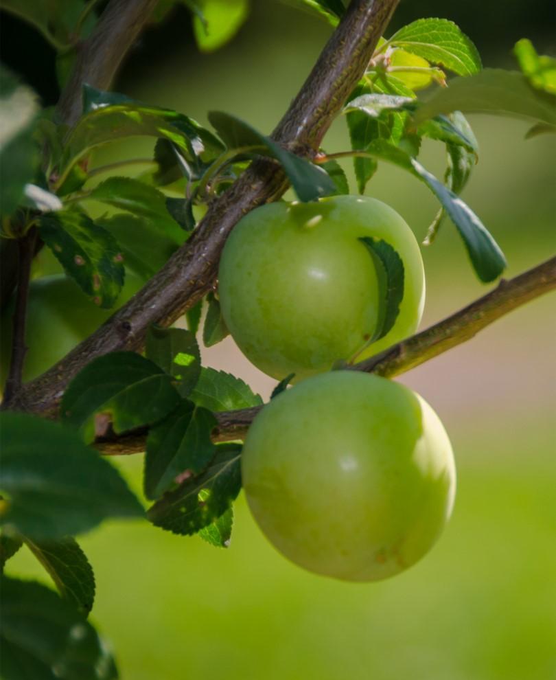 Persian Green European - Raintree Nursery