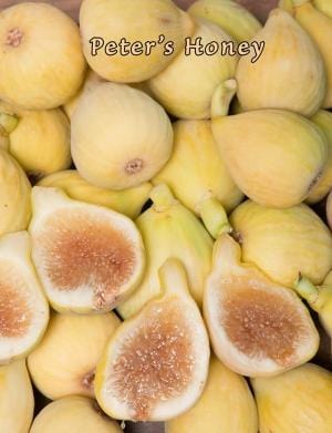 Peter's Honey Fig - Raintree Nursery