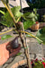 Petite Negri Fig-Fruit Trees-Raintree Prop-1 Gallon Pot-