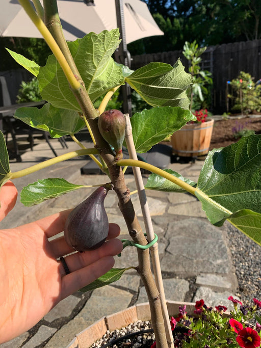Petite Negri Fig-Fruit Trees-Raintree Prop-1 Gallon Pot-