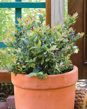 Bushel and Berry® Pink Icing® Blueberry - Raintree Nursery