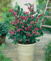 Pink Lemonade Blueberry - Raintree Nursery