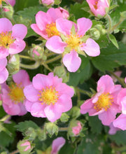 Pink Panda Strawberry - Raintree Nursery