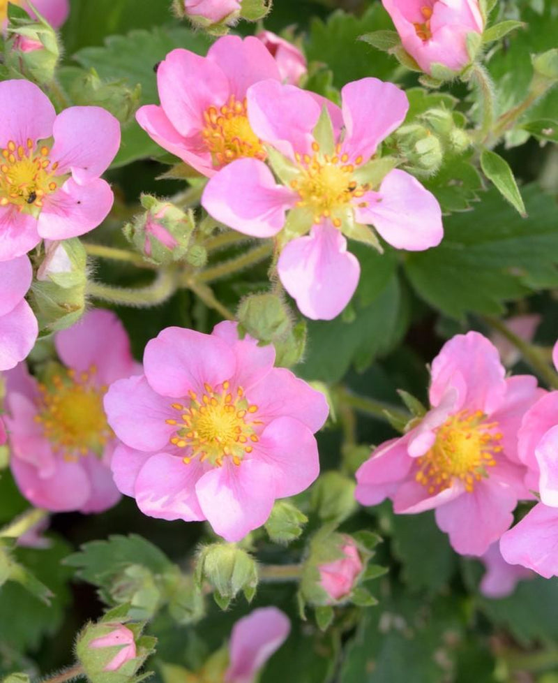 Pink Panda Strawberry - Raintree Nursery