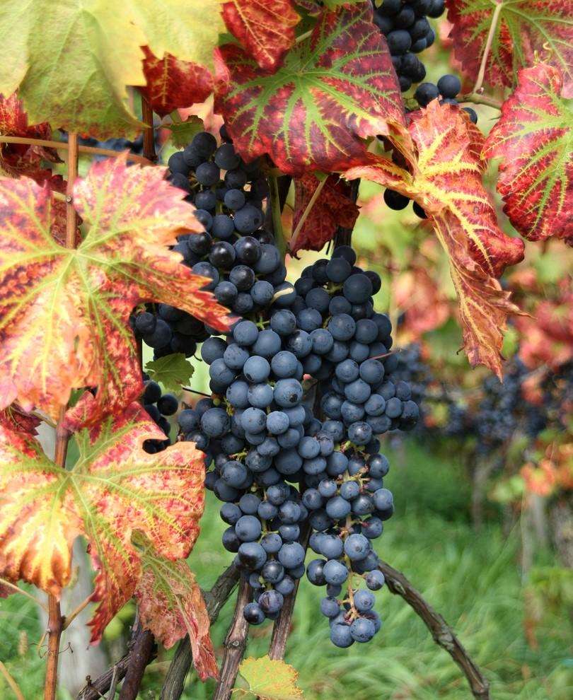 Pinot Noir 71 Grape