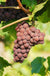 Pinot Gris Grape - Raintree Nursery