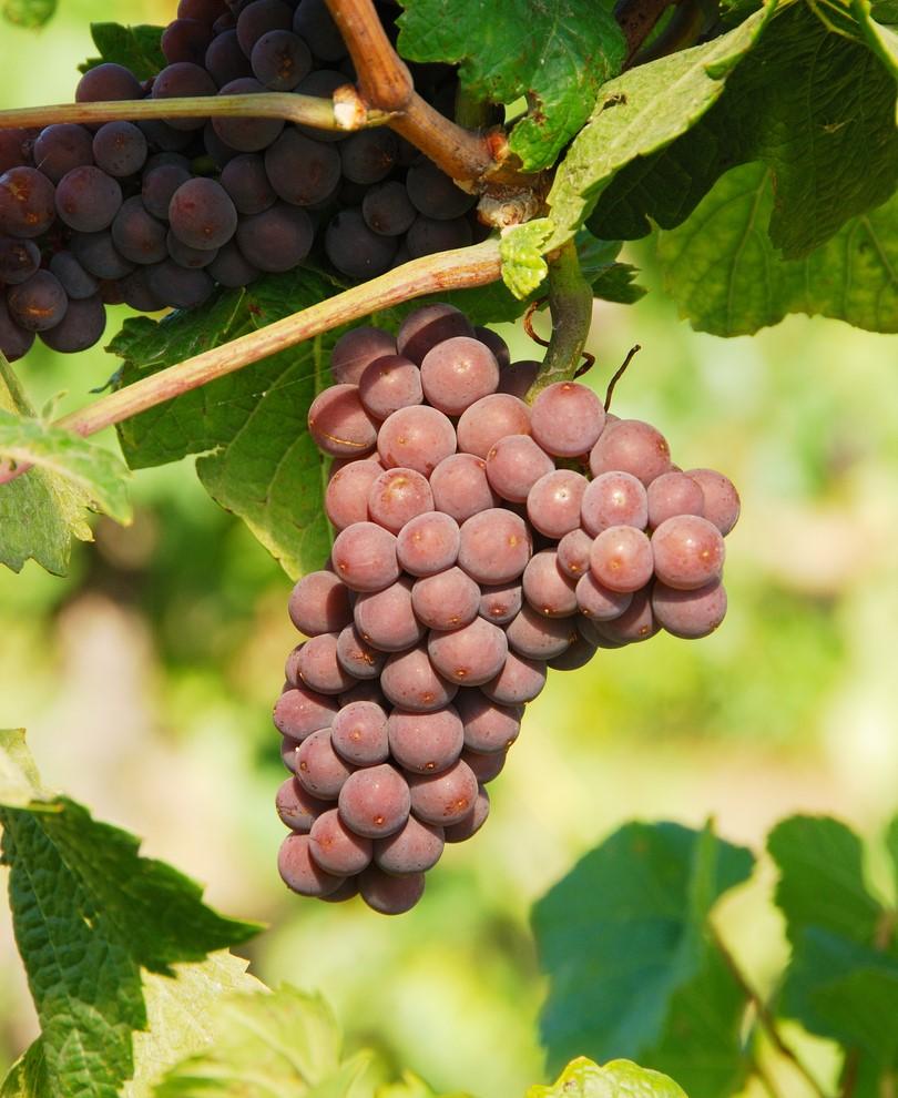 Pinot Gris Grape - Raintree Nursery