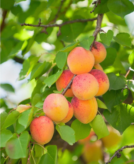 Pixie Cot Apricot-Miniature - Raintree Nursery