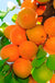 Tilton Apricot-Fruit Trees-Biringer-