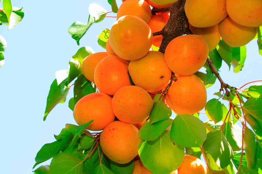 Tilton Apricot-Fruit Trees-Biringer-