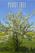 Combo Pluot Tree (3 varieties) - Raintree Nursery