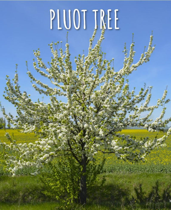 Combo Pluot Tree (3 varieties) - Raintree Nursery