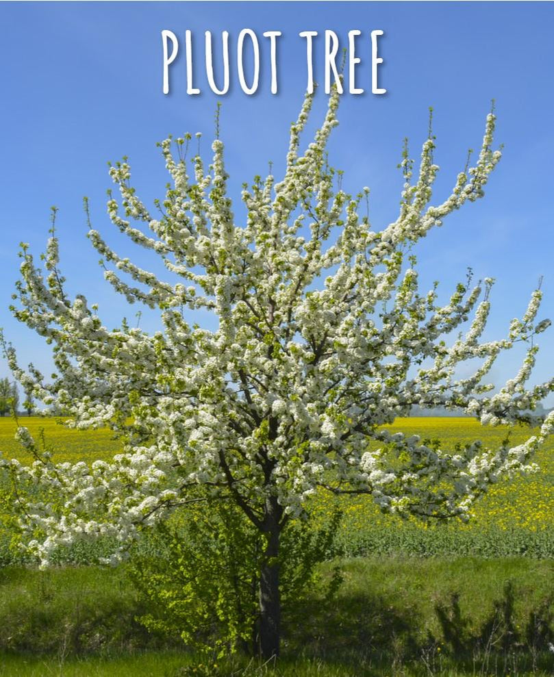 Combo Pluot Trees — Raintree Nursery