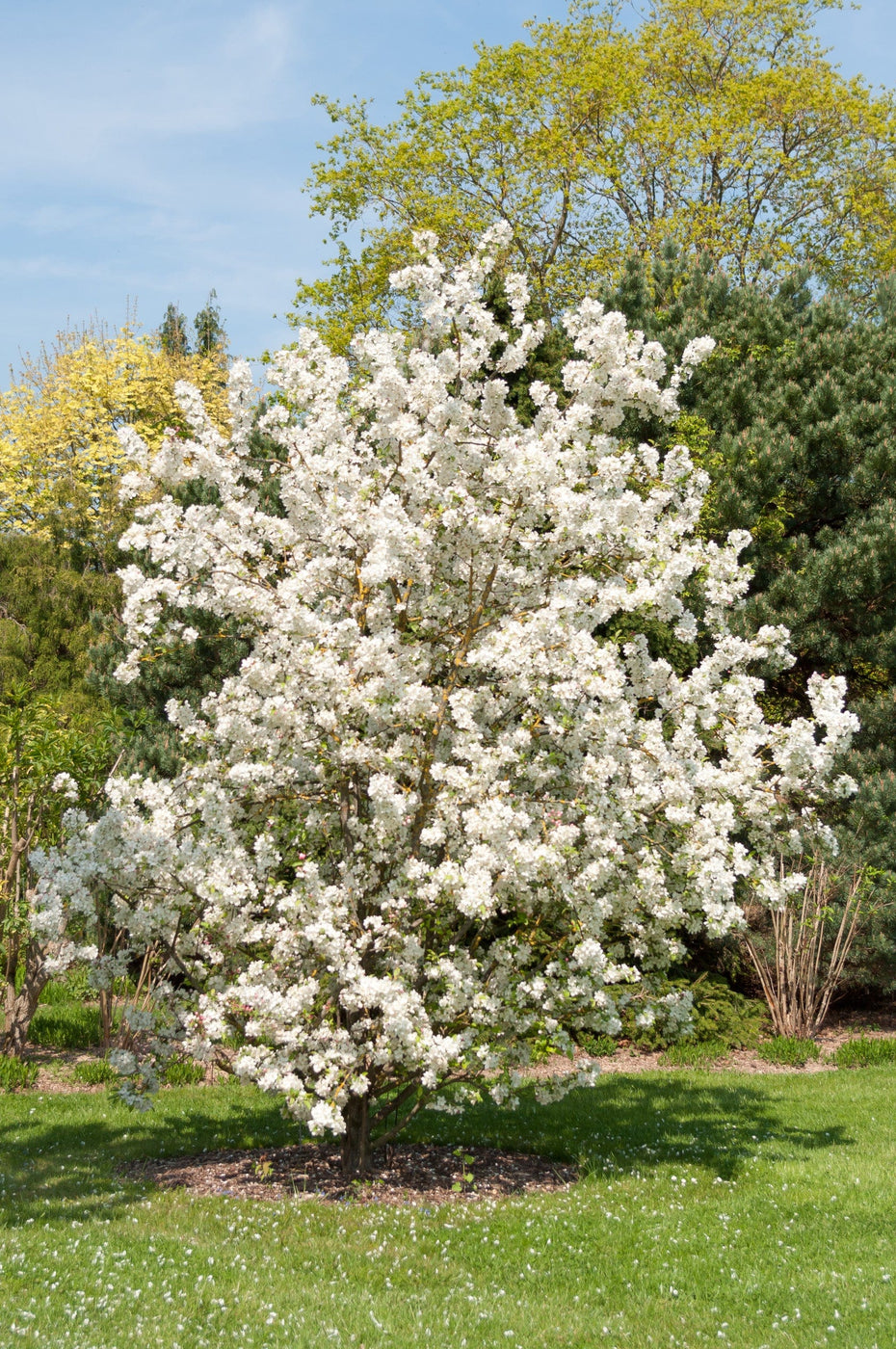 Evereste Crabapple — Raintree Nursery