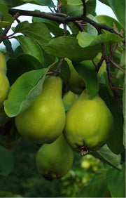 Portugal Quince - Raintree Nursery