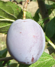 Pozegaca European Plum - Raintree Nursery