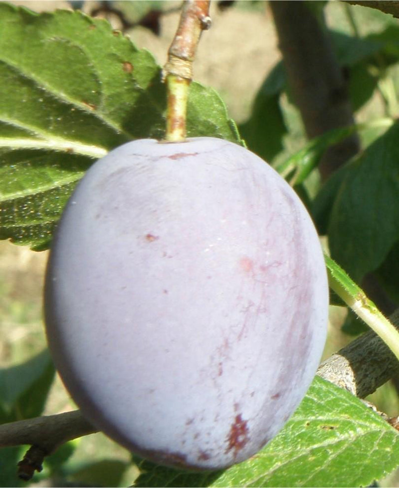 Pozegaca European Plum - Raintree Nursery