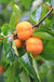 Prairie Star Persimmon - Raintree Nursery