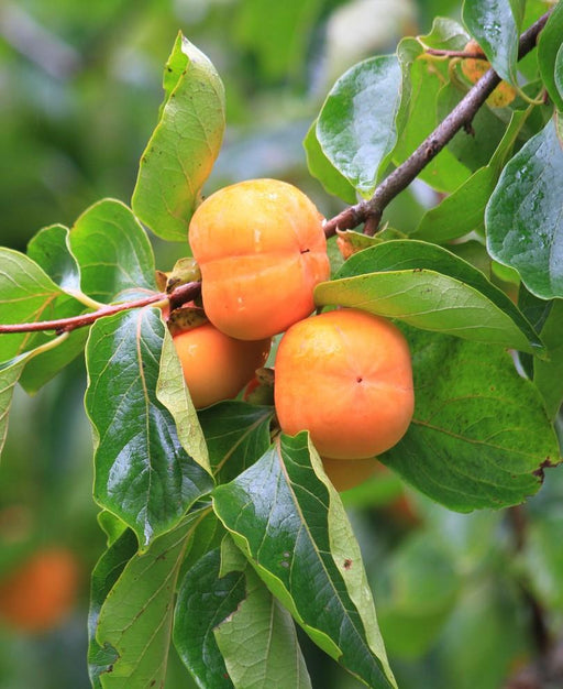 Prairie Star Persimmon - Raintree Nursery