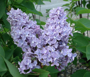 President Grevy Lilac-Ornamentals-Biringer-12-24" Plant-