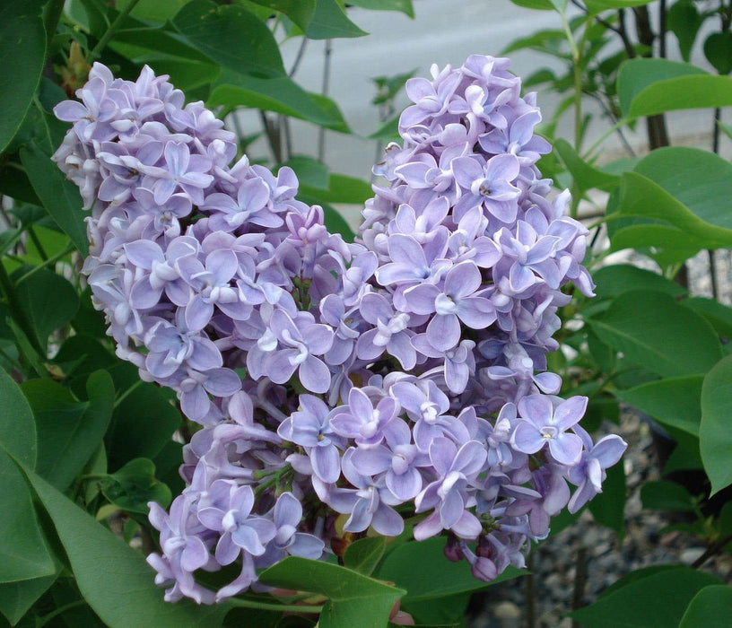 President Grevy Lilac-Ornamentals-Biringer-12-24" Plant-