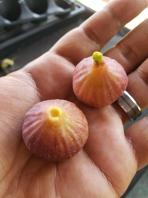 Little Ruby Fig - Raintree Nursery