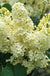 Primrose Lilac-Ornamentals-Biringer-12-18" Plant-