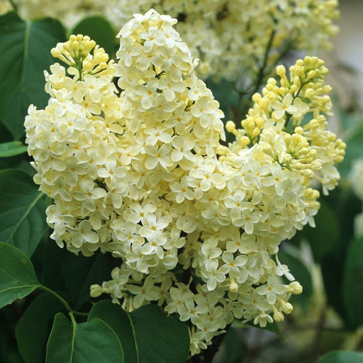 Primrose Lilac-Ornamentals-Biringer-12-18" Plant-