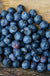 Weymouth Blueberry-Berries-Aldrich-1 Gallon Pot-