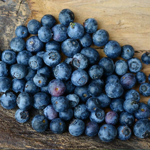 Weymouth Blueberry-Berries-Aldrich-1 Gallon Pot-